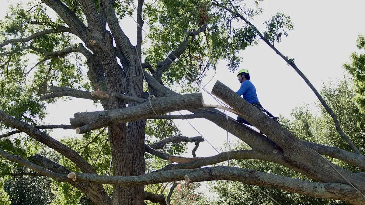 Professional Crown Thinning performed by certified arborists in Jourdanton