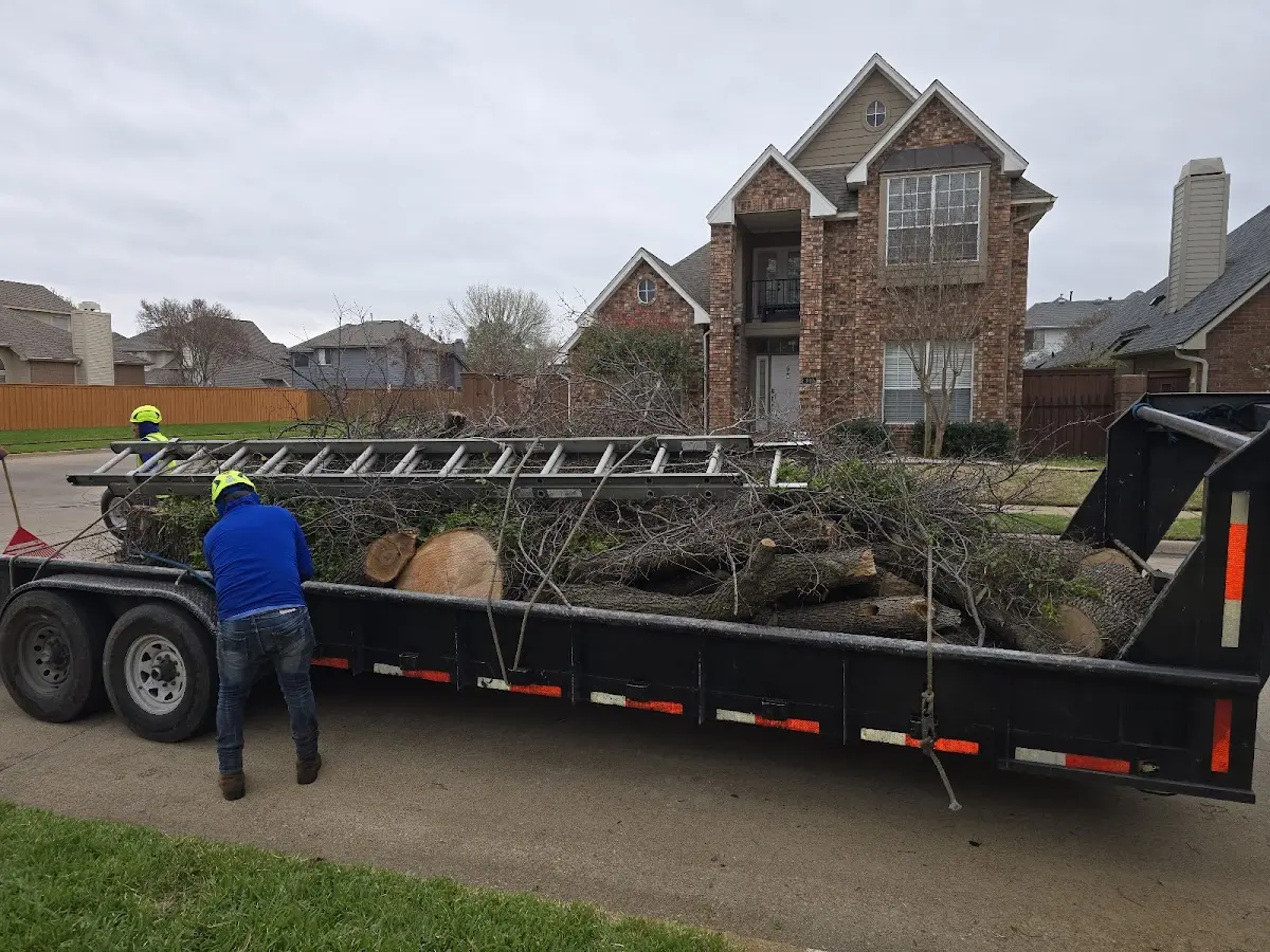 Expert Deadwooding with proper safety equipment in Jourdanton